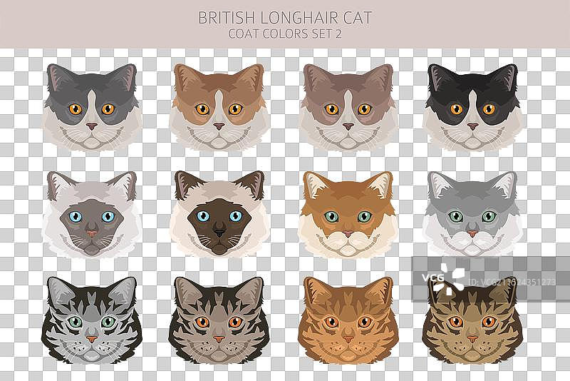 英国长毛猫剪贴画所有毛色图片素材