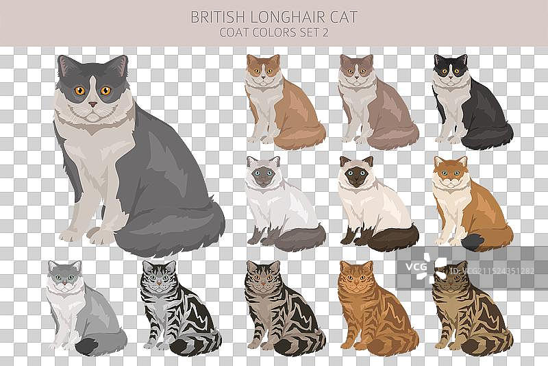 英国长毛猫剪贴画所有毛色图片素材