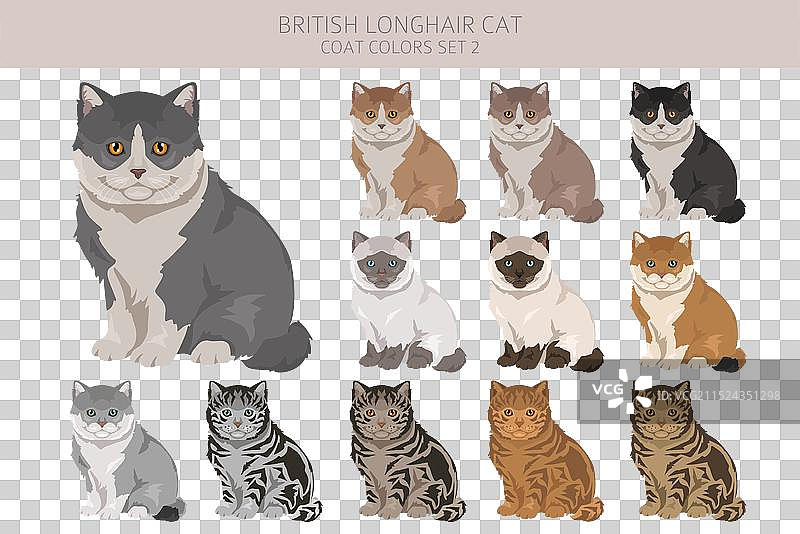 英国长毛猫剪贴画所有毛色图片素材