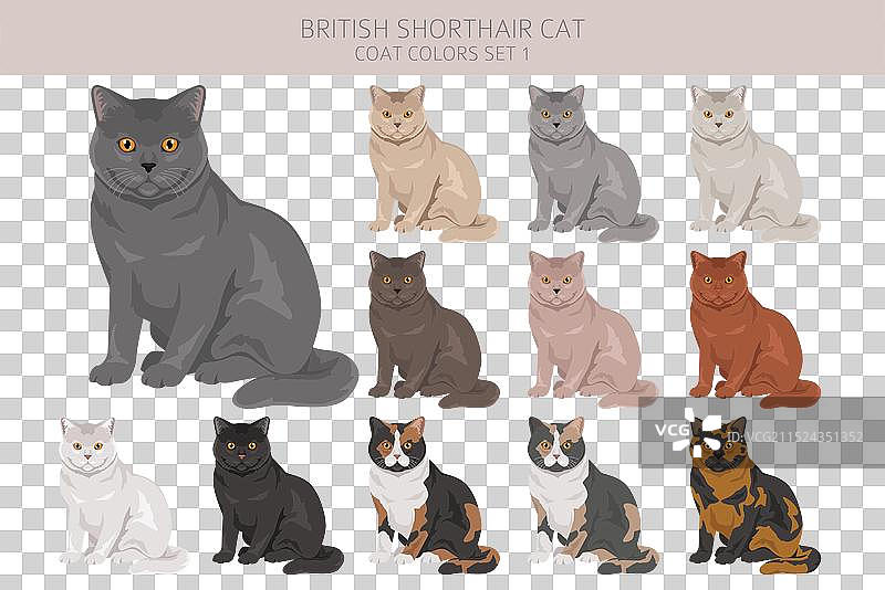 所有颜色英短猫剪贴画合集图片素材