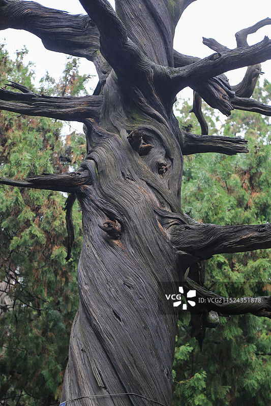汉柏柏树古树虬枝图片素材