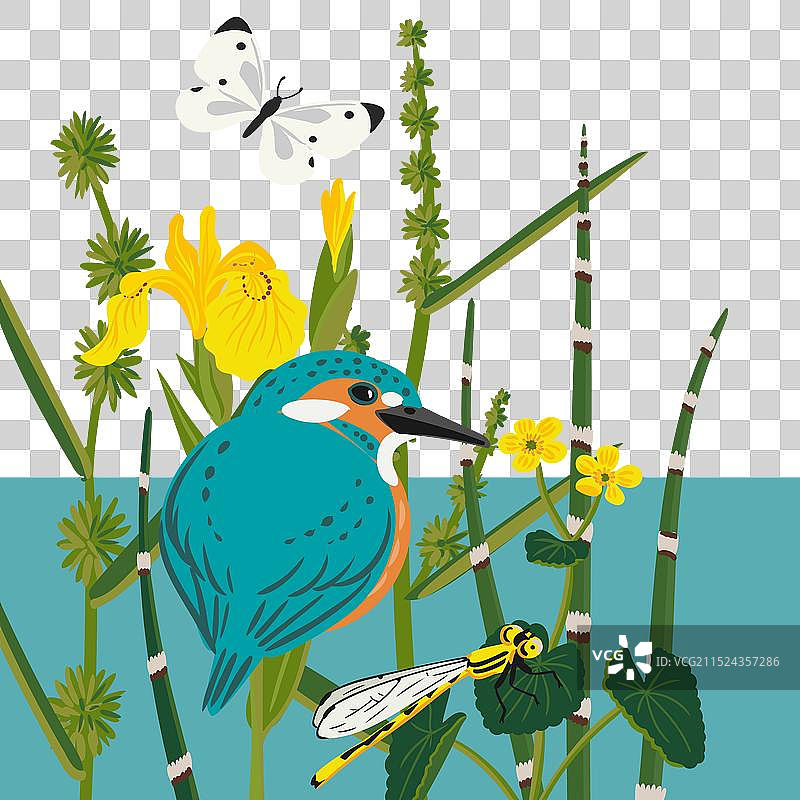 绘画：翠鸟图片素材