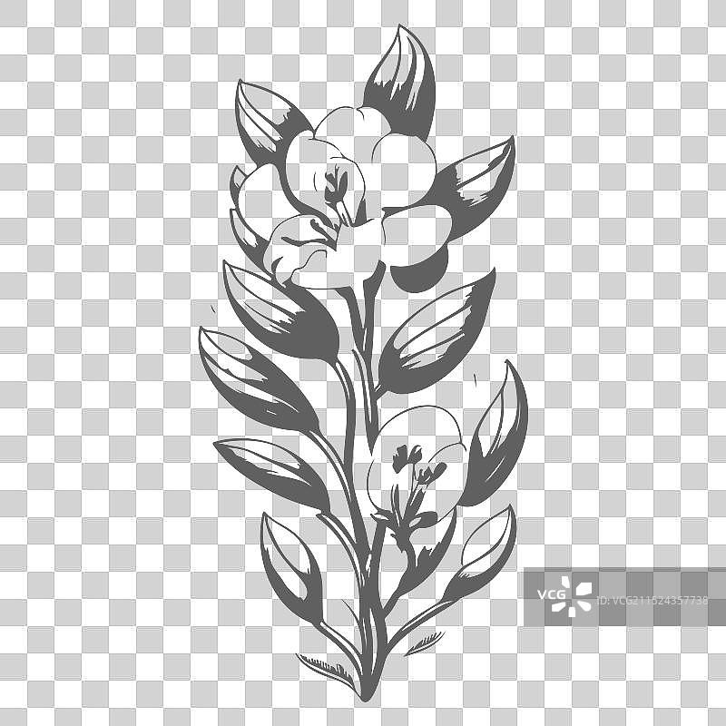 灰色小苍兰花卉素描图片素材