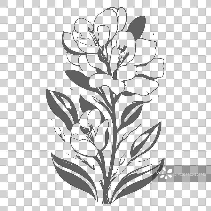 灰色小苍兰花卉素描图片素材