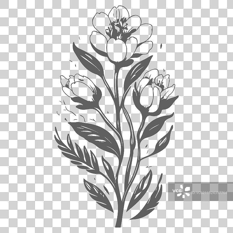 灰色小苍兰花卉素描图片素材