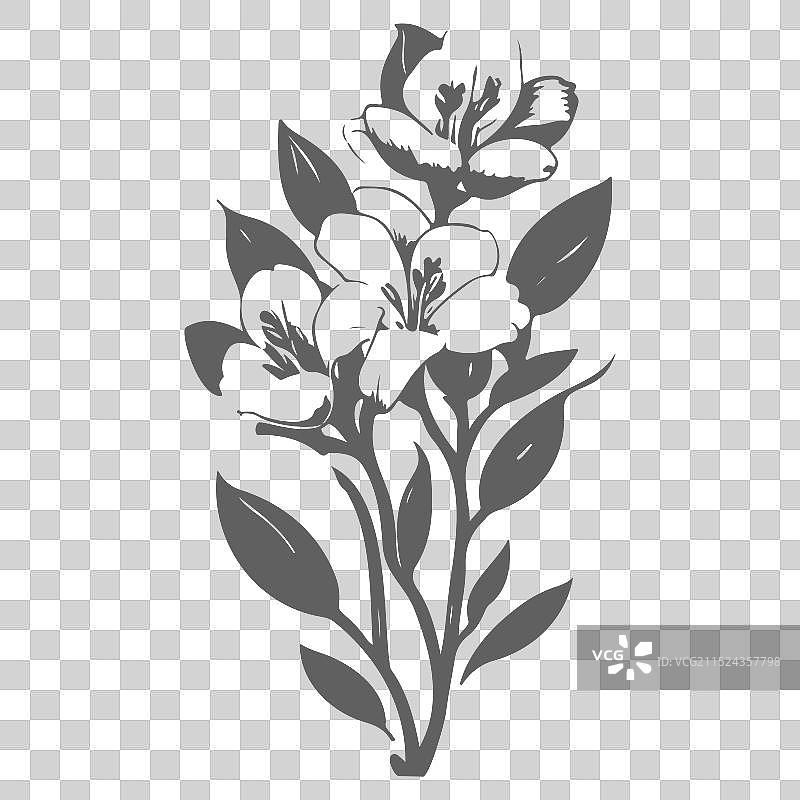 灰色小苍兰花卉素描图片素材