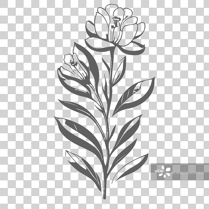 灰色小苍兰花卉素描图片素材