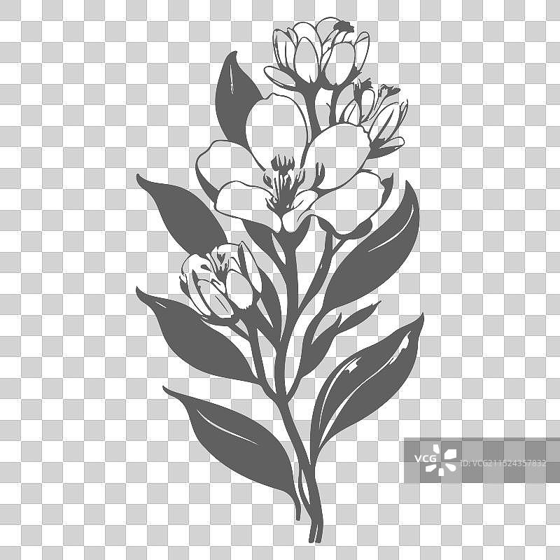 灰色小苍兰花卉素描图片素材