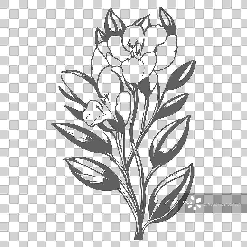 灰色小苍兰花卉素描图片素材