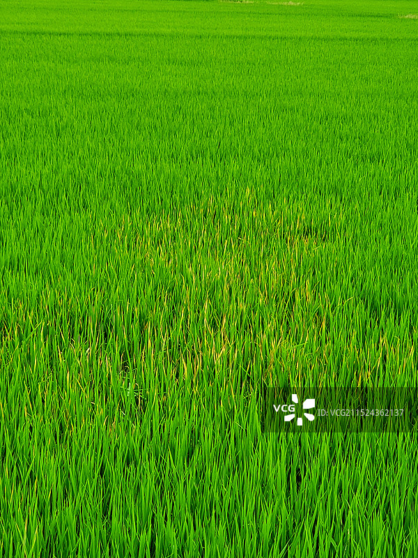 宁静稻田图片素材