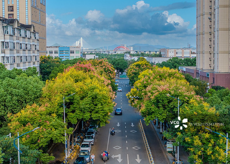 宁波大学毓秀路步行街的栾树花开图片素材