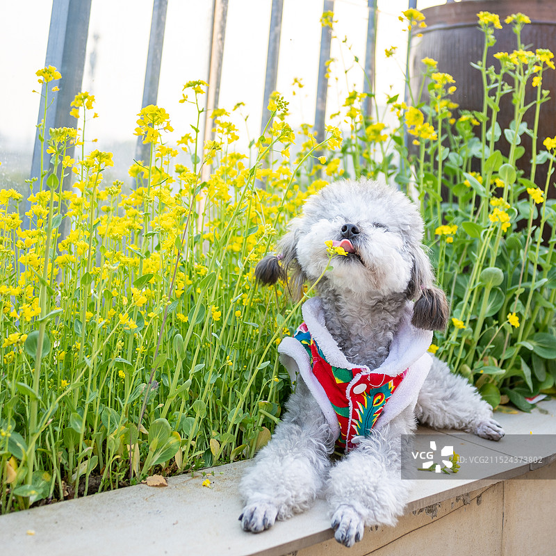 穿着衣服的灰色泰迪犬坐在油菜花里图片素材