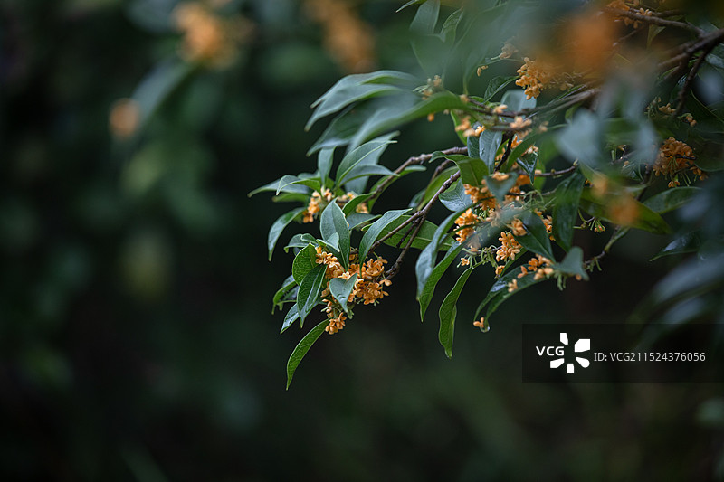 雨天的桂花图片素材