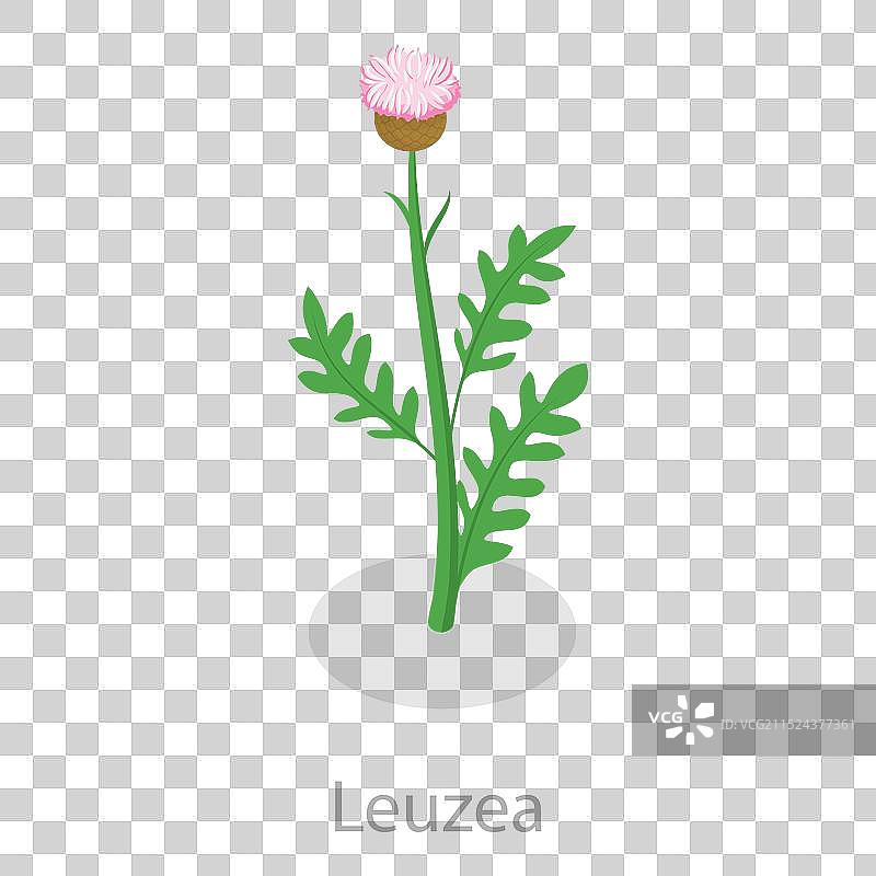 2.5D等距扁平风格草药合集图片素材