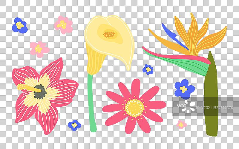 彩色热带花卉和树叶图片素材