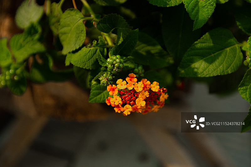 开花植物叶片特写图片素材