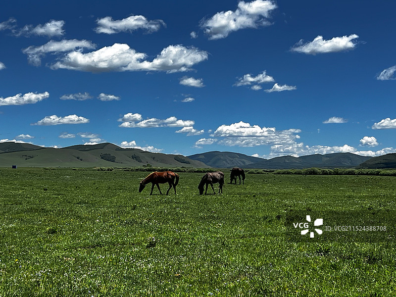 内蒙古赤峰克什克腾乌兰布统草原图片素材