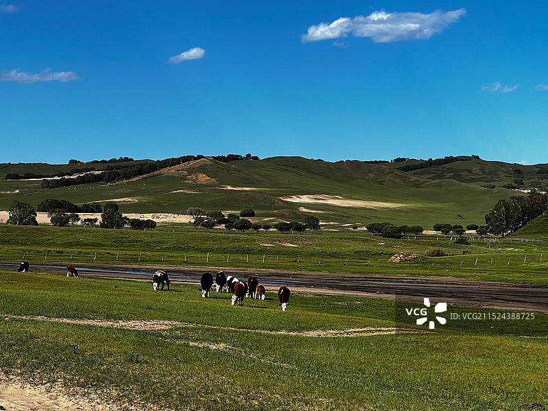 内蒙古赤峰克什克腾乌兰布统草原图片素材