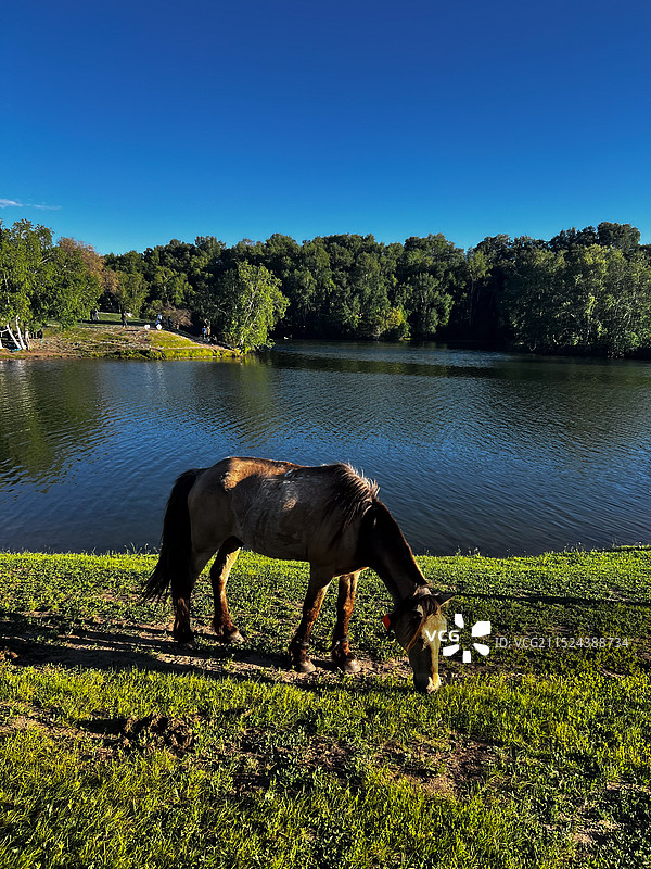 内蒙古赤峰克什克腾乌兰布统草原图片素材