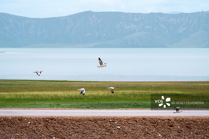 湖边的海鸥图片素材