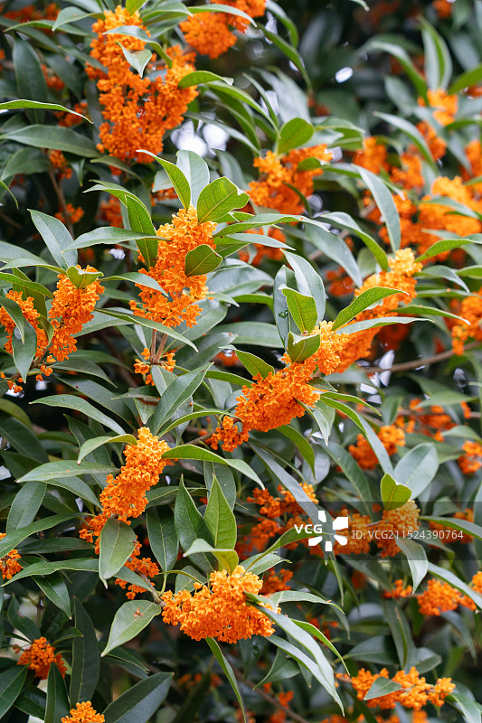 桂花树上盛开的桂花特写图片素材