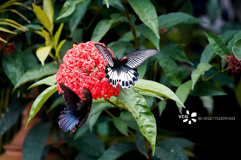 红绣球花美凤蝶图片素材