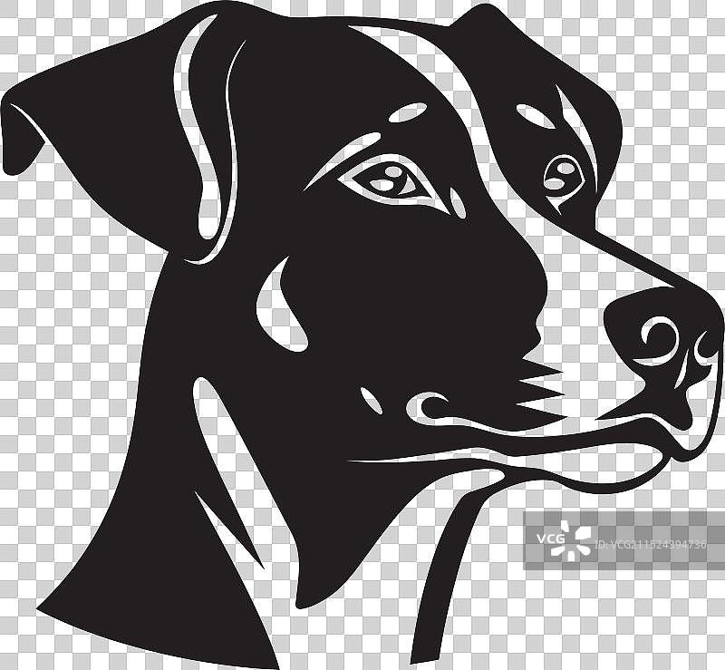 从流浪到明星：暖心的救援犬图片素材