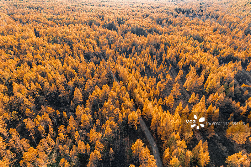 呼伦贝尔大兴安岭秋景航拍图片素材