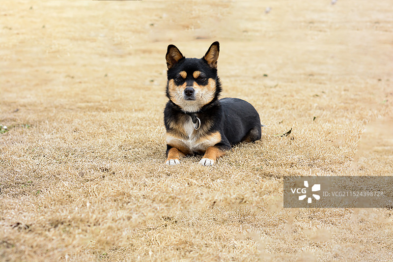 枯草地上的一只小狗图片素材