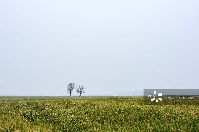 田间的树图片素材