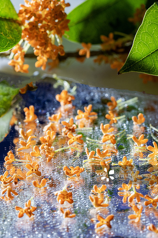 湖北恩施山里秋天开放的丹桂-桂花特写图片素材