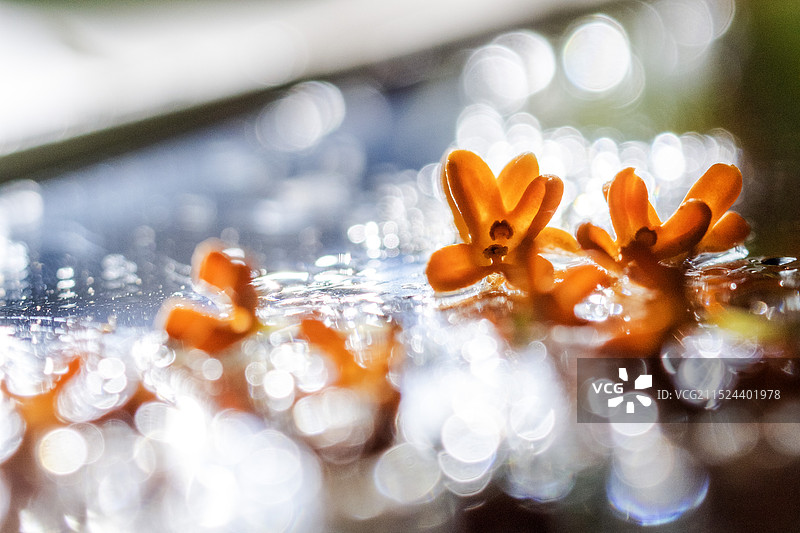 湖北恩施山里秋天开放的丹桂-桂花特写图片素材