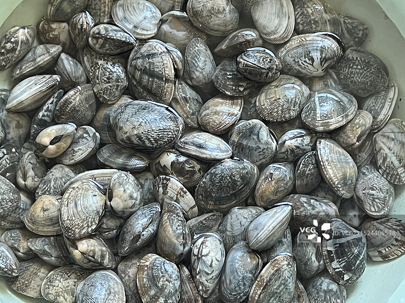 青岛红岛蛤蜊图片素材