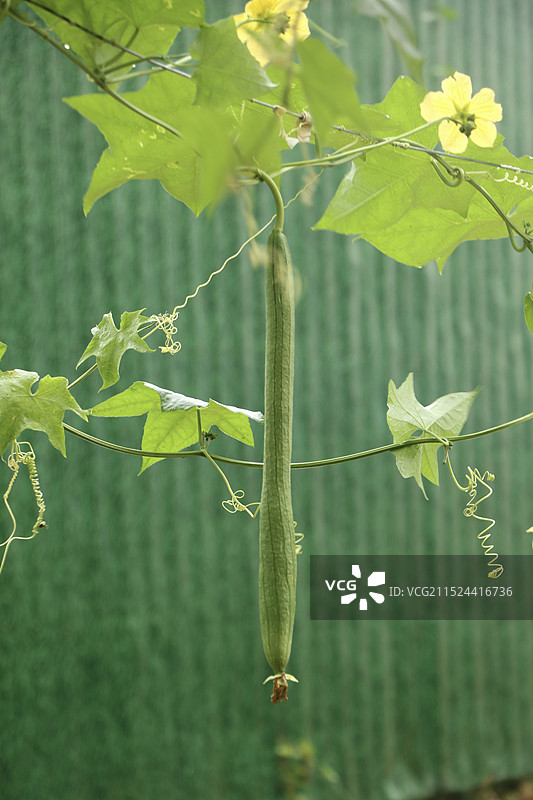 丝瓜图片素材