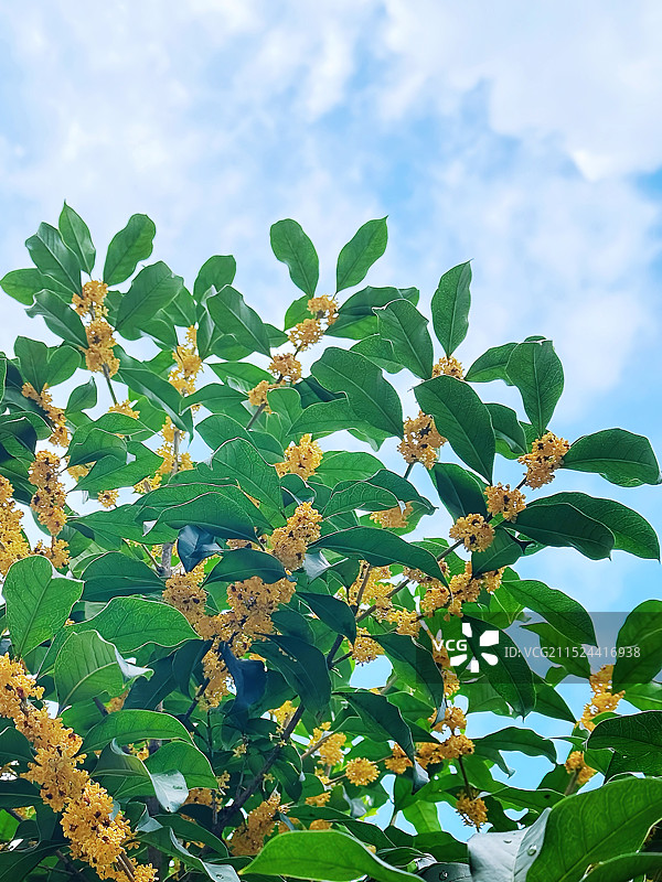 八月桂花香图片素材