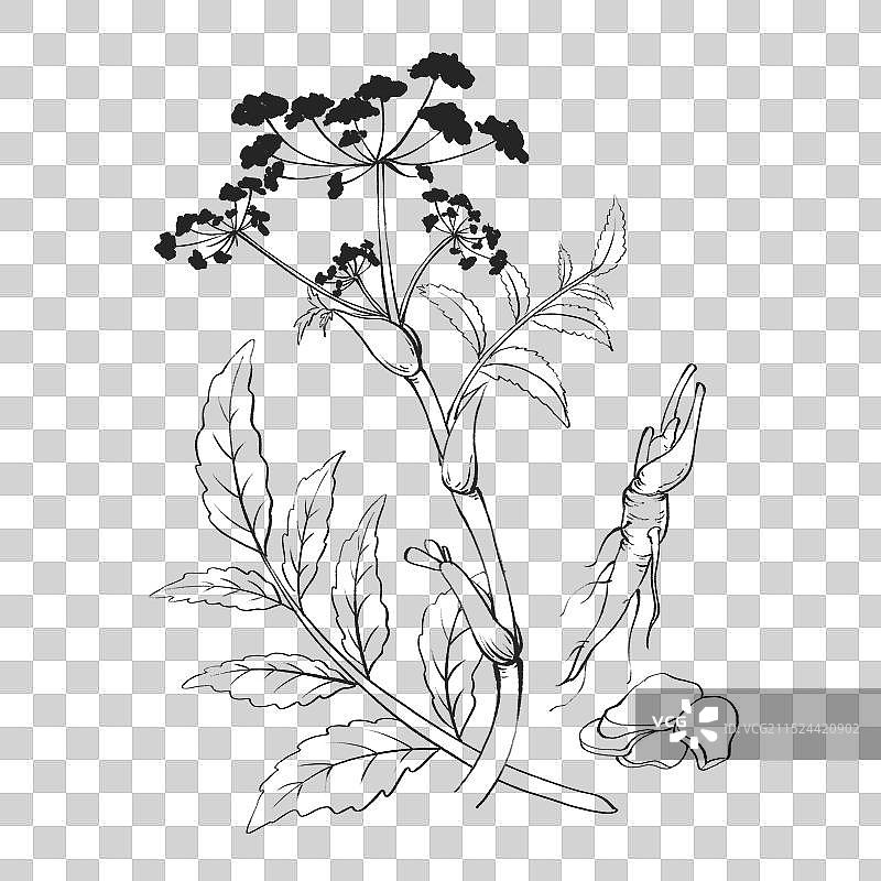 白芷插画手绘中药材图片素材
