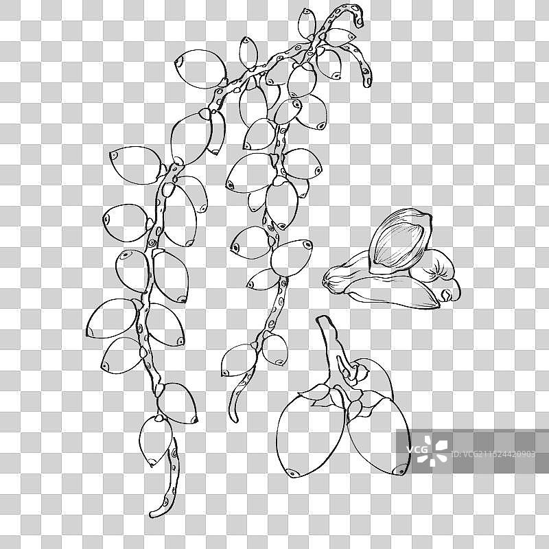 槟榔插画手绘中药材图片素材