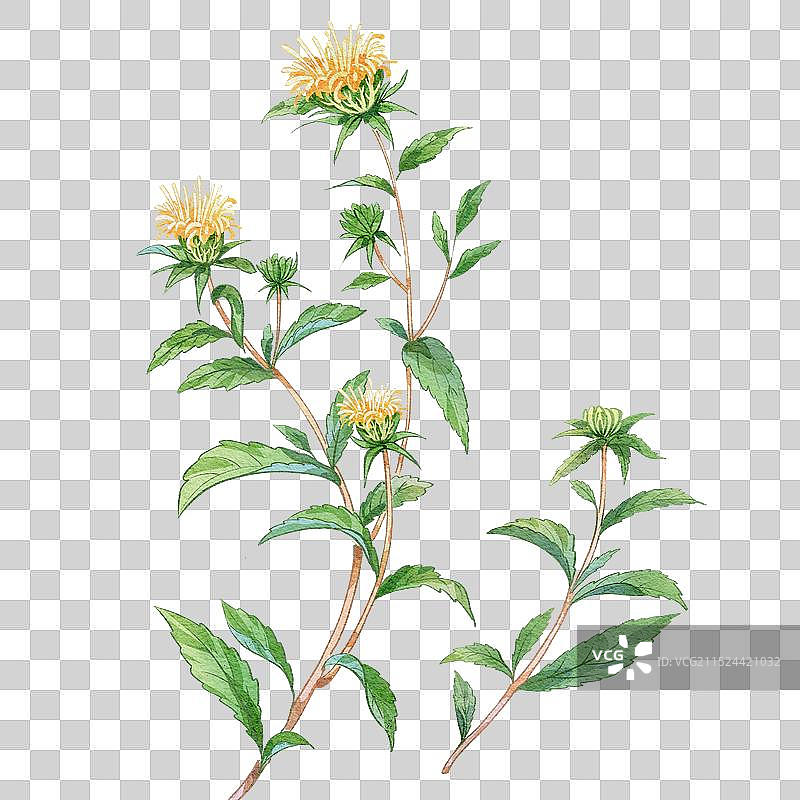苍术插画手绘中药材图片素材