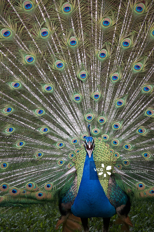 孔雀图片素材