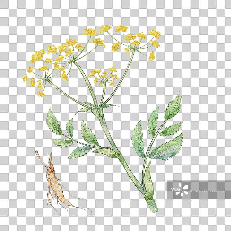独活水彩插画手绘中药材图片素材