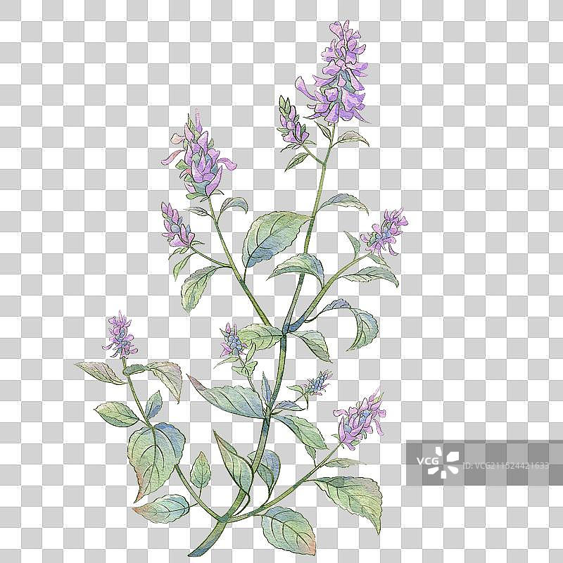 藿香水彩插画手绘中药材图片素材