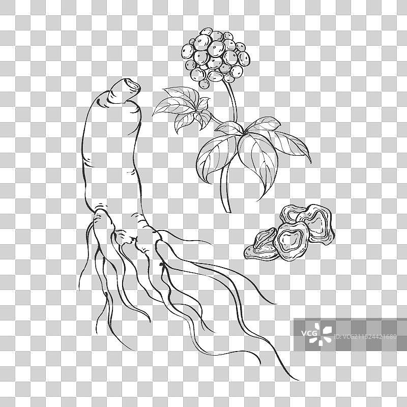 人参水彩插画手绘中药材图片素材