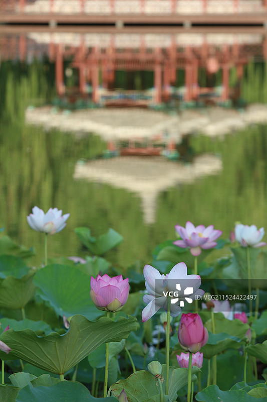 北京陶然亭公园，亭子的倒影与荷花图片素材