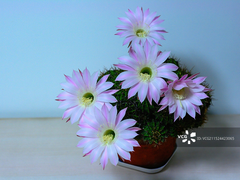 仙人球开花图片素材