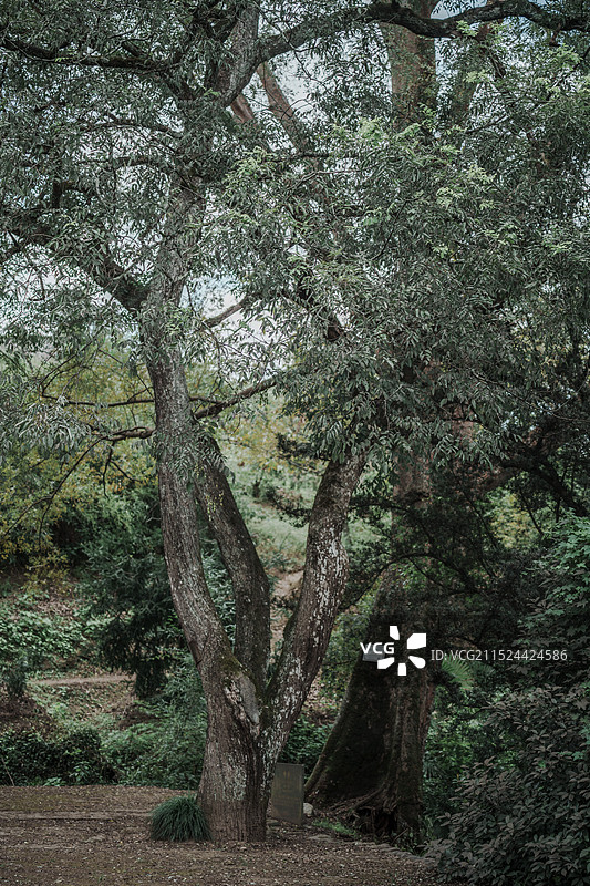 千柱屋图片素材