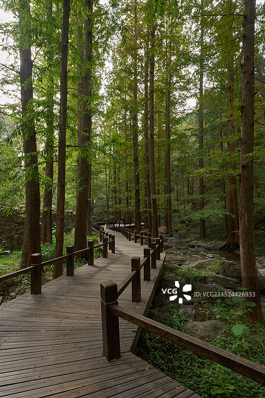 国家植物园樱桃沟水杉林图片素材