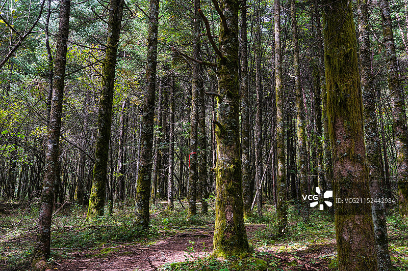 中国湖北神农架林区，神农架国家森林公园，湖北神农架世界自然遗产地，中国神农架世界生物圈保护区，神农架图片素材