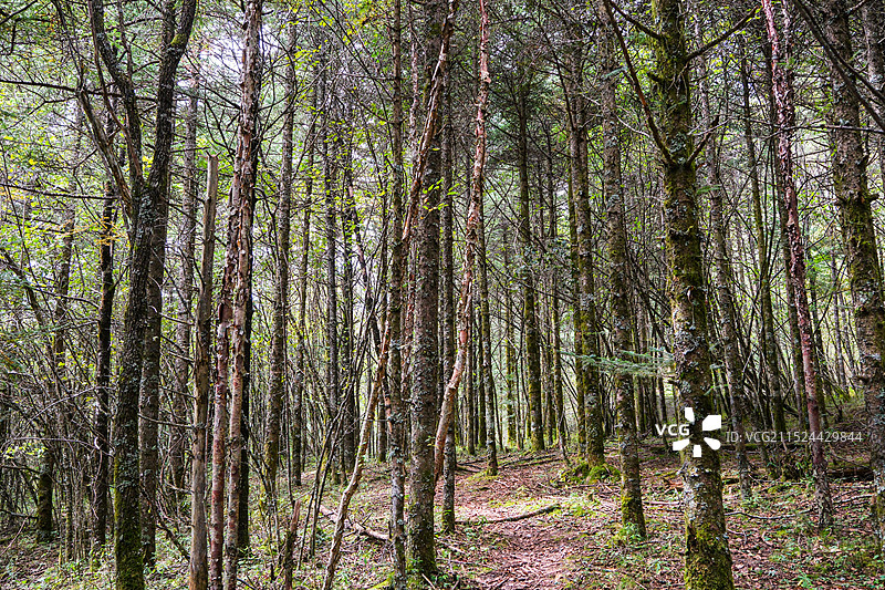 中国湖北神农架林区，神农架国家森林公园，湖北神农架世界自然遗产地，中国神农架世界生物圈保护区，神农架图片素材