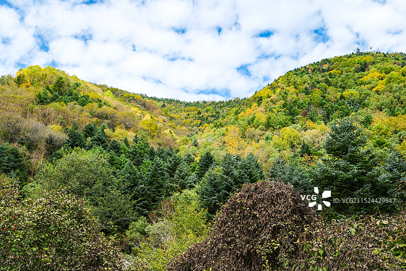 中国湖北神农架林区，神农架国家森林公园，湖北神农架世界自然遗产地，中国神农架世界生物圈保护区，神农架图片素材