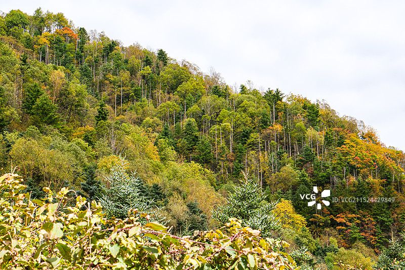 中国湖北神农架林区，神农架国家森林公园，湖北神农架世界自然遗产地，中国神农架世界生物圈保护区，神农架图片素材